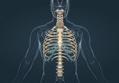 The bones of the rib cage are the thoracic vertebrae, twelve pairs of ribs,.. Stock Illustration