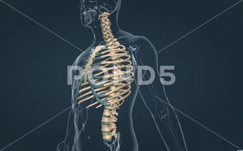 The bones of the rib cage are the thoracic vertebrae, twelve pairs of ...
