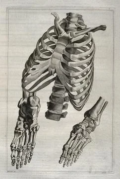Bones of the ribcage and foot. Etching by Martin after J. Gamelin, 1778/1779. Stock Illustration
