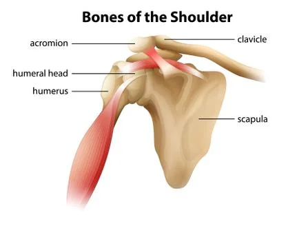 Bones of the Shoulder Stock Illustration