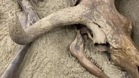 Bones of skeleton of an ancient animal. Archaeological rare artifact exhibit Vídeos de archivo 119316764