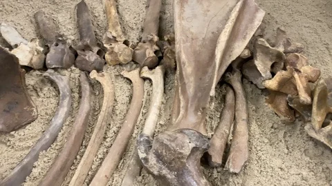 Bones of skeleton of an ancient animal. Archaeological rare artifact exhibit Stock Footage