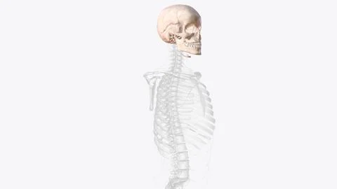 The bones of the skull are 22 bones, organized into a cranial skeleton (8 b.. Stock Illustration