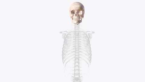 The bones of the skull are 22 bones, organized into a cranial skeleton (8 b.. Stock Illustration