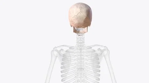 The bones of the skull are 22 bones, organized into a cranial skeleton (8 b.. Stock Illustration