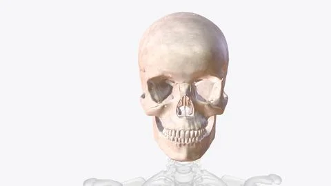 The bones of the skull are 22 bones, organized into a cranial skeleton (8 b.. Stock Illustration
