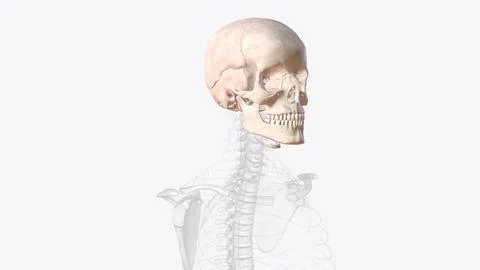 The bones of the skull are 22 bones, organized into a cranial skeleton (8 b.. Stock Illustration