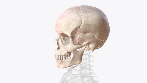 The bones of the skull are 22 bones, organized into a cranial skeleton (8 b.. Stock Illustration