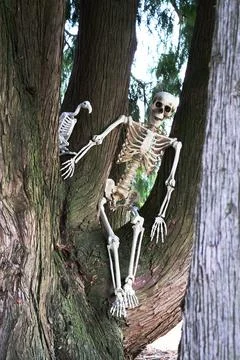 Bones in a tree Foto stock