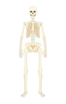 Bones type skeleton. Educational anatomical diagram element. Bone example Stock Illustration