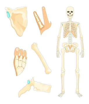 Bones type skeleton. Educational anatomical diagram element. Bone example Stock Illustration