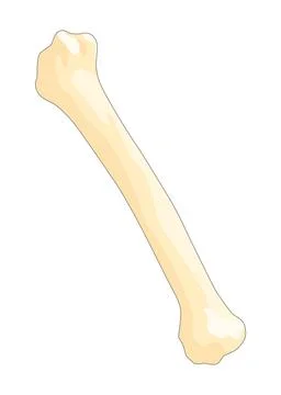 Bones type skeleton. Educational anatomical diagram element. Bone example Stock Illustration