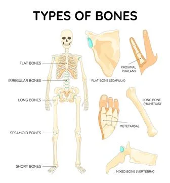 Bones types skeleton. Educational anatomical diagram. Bones location and titles Stock Illustration