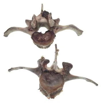 Bones on white Stock Photos