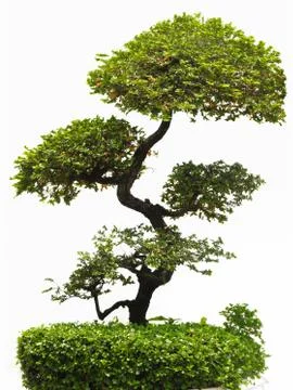 Bonfai tree. Stock Photos