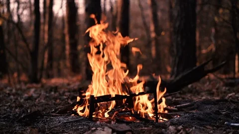 Bonfire in the autumn pine forest Stock Footage 118586933