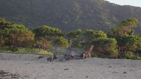 Bonfire at the beach Stock Footage 26322305