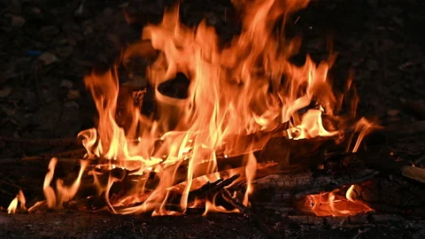Bonfire with burning firewood in forest Stock Footage 220621369