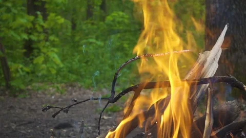 Bonfire with burning log in the forest, slow motion Stock Footage