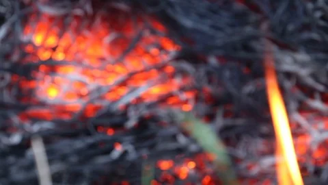 Bonfire burning rice fields grass Stock Footage 90355191