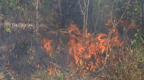 Bonfire burning trees and dry grass, a fire in the forest Stock Footage 37810359