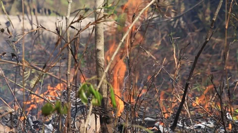 Bonfire burning trees and dry grass, a fire in the forest Stock Footage 37810388