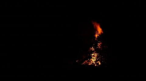 Bonfire Burning Trees At Night Stock Footage 42718651