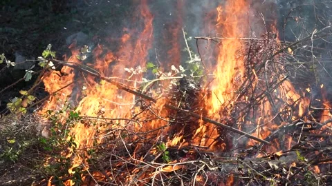 Bonfire burning wood in a fire pit. (4K clips) Vidéo 169071206