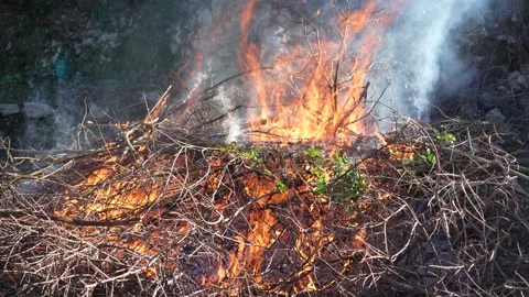 Bonfire burning wood in a fire pit. (4K clips) Stock Footage 169072298