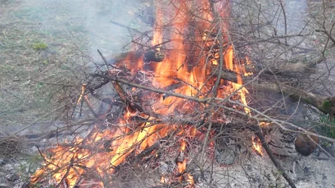 Bonfire burning wood in a fire pit. (4K clips) Vidéo 169072574