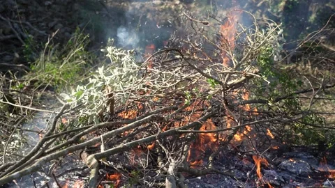 Bonfire burning wood in a fire pit. (4K clips) Vidéo 169072599