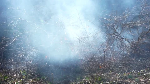 Bonfire burning wood in a fire pit. (4K clips) Vidéo 169072601