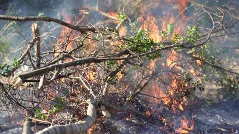 Bonfire burning wood in a fire pit. (4K clips) Vidéo 169072907