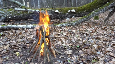 A bonfire burns in a forest glade 스톡 동영상 123209317