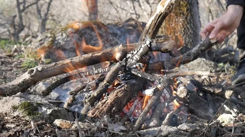 Bonfire burns in the forest. Young man puts firewood Stock Footage 128170794