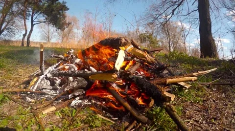 Bonfire closeup in forest in windy day Stock Footage 61825786