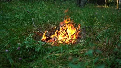 Bonfire in a dense forest during the day Stock Footage 158895245