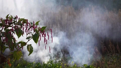 Bonfire with dense white smoke. Evening time. Burning grass and leaves. Stock Footage 154519842