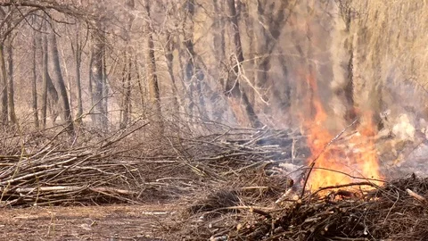 Bonfire from dry branches after pruning trees in the city park Stock Footage 105144610