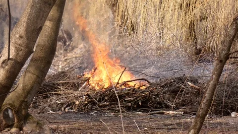 Bonfire from dry branches after pruning trees in the city park Stock Footage 105145418