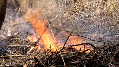 Bonfire from dry branches after pruning trees in the city park Stock Footage 105145419