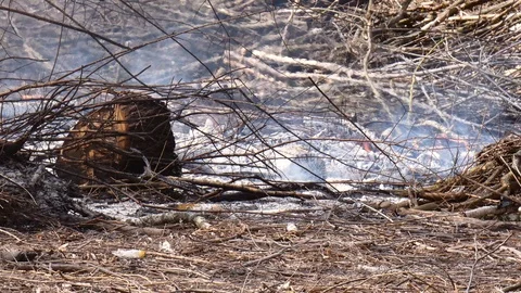 Bonfire from dry branches after pruning trees in the city park Stock Footage 105145672