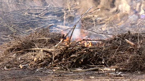 Bonfire from dry branches after pruning trees in the city park Stock Footage 105145753