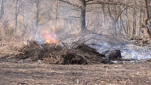 Bonfire from dry branches after pruning trees in the city park Stock Footage 105145754