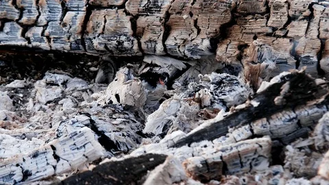 Bonfire, embers smoldering in the fire. Evening Stock Footage