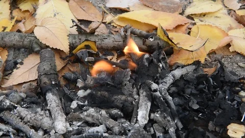 Bonfire The fire burns autumn fallen leaves. Stock Footage 101355934