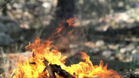 Bonfire flame in the forest Stock Footage 85461654