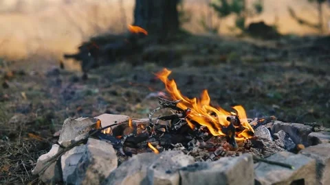 Bonfire in the forest 2 Stock Footage 155475226