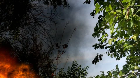 Bonfire in the forest cause of the fire Stock Footage 54715318