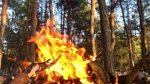Bonfire in the forest close-up. Fire close-up. Log fire close-up Stock Footage 197384076
